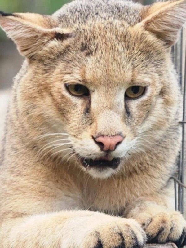 Maverick our F1 Jungle Cat