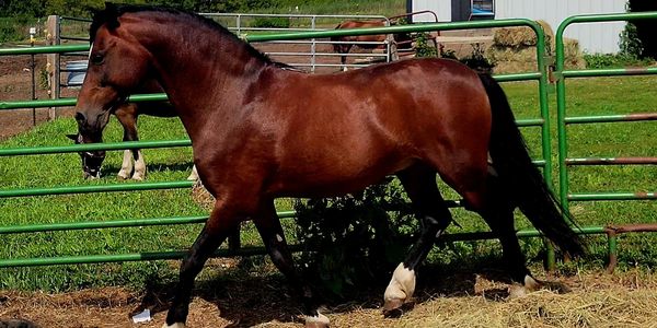 Brown horse walking in a fenced area.