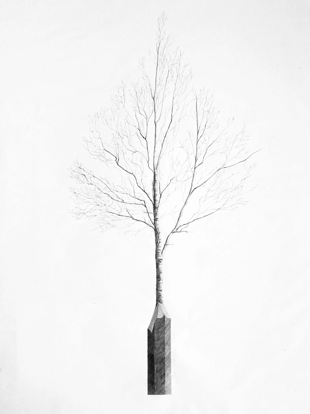Black and white pencil drawing of a tree growing out of a pencil where the lead should be. Drawing i