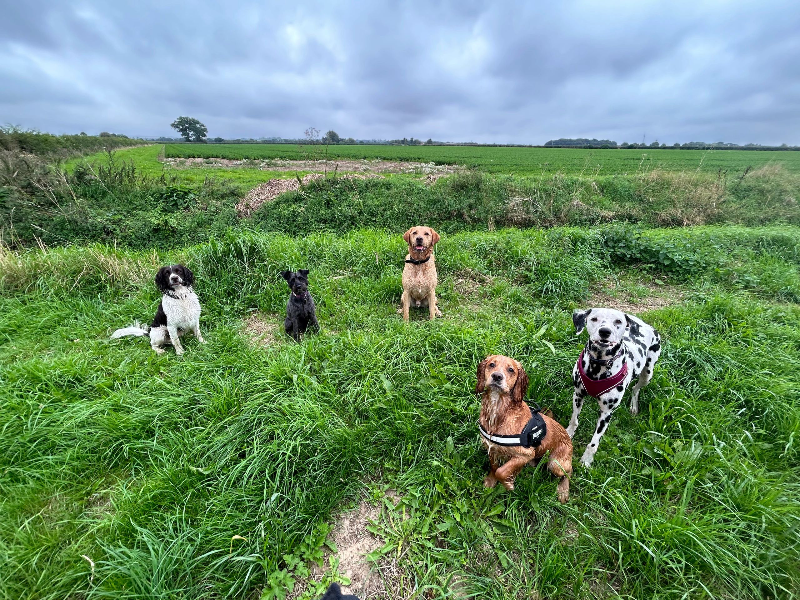 Muddy Paws Pet Care Dog Walking, Pet Visits