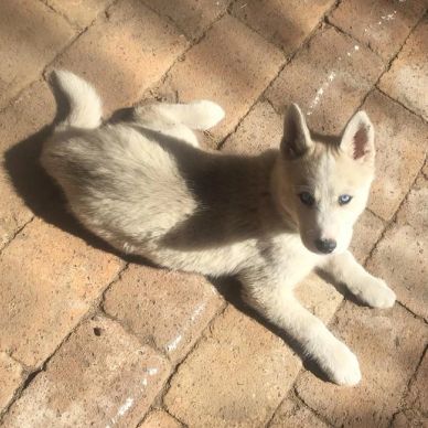 A white husky puppy with blue eyes lying on brick pavement.