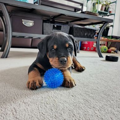 Rottweiler puppy lying on carpet with a blue spiky ball toy.