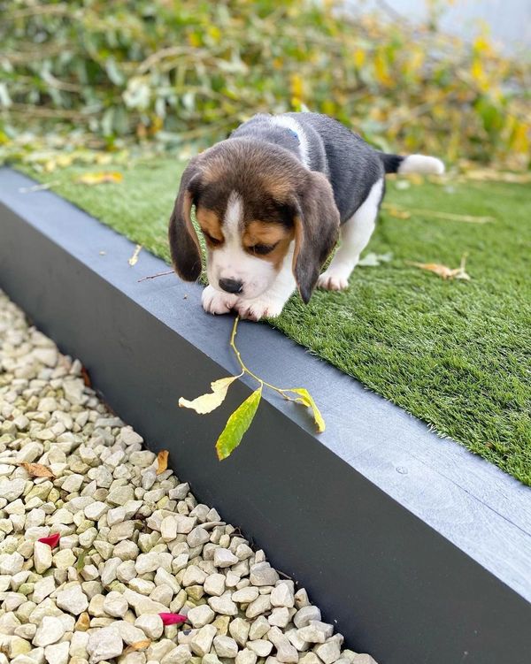 Cute beagle puppy exploring a branch.