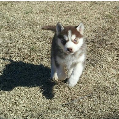 Husky puppy walking on dry grass.