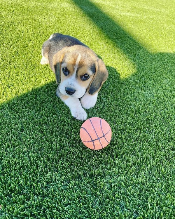 Puppy with mini basketball on grass.