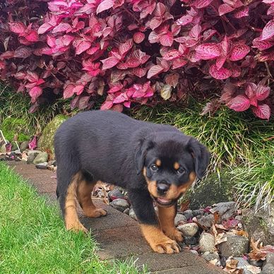Rottweiler puppy standing on a garden path.