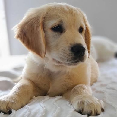 Golden retriever puppy lying down.