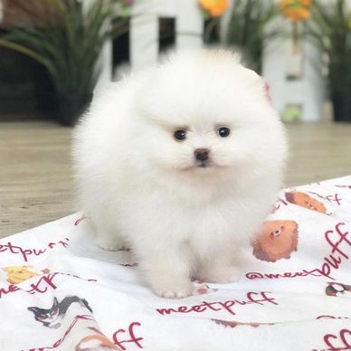 Fluffy white Pomeranian puppy sitting on a blanket.