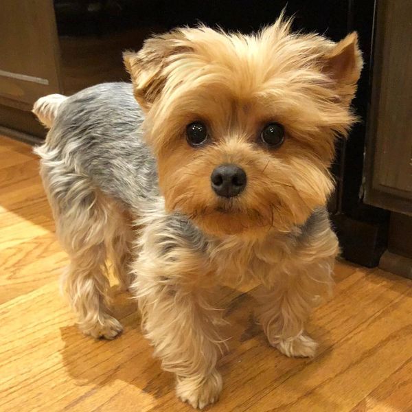 Small Yorkshire Terrier dog standing on wooden floor.