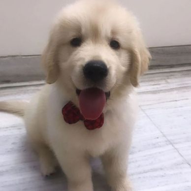 Cute fluffy puppy with red bow tie.