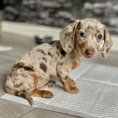 Cute spotted dachshund puppy sitting indoors.