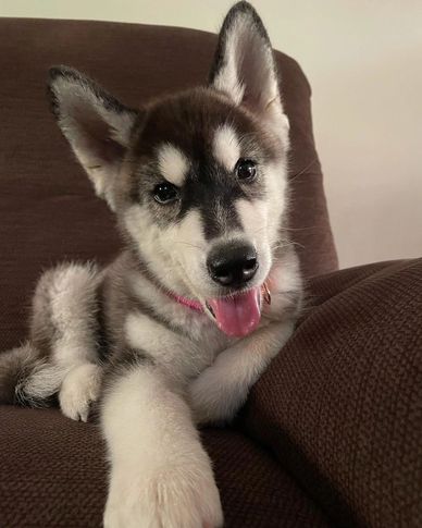 Playful husky puppy lounging on a brown couch.