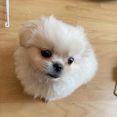 Fluffy white puppy looking up.