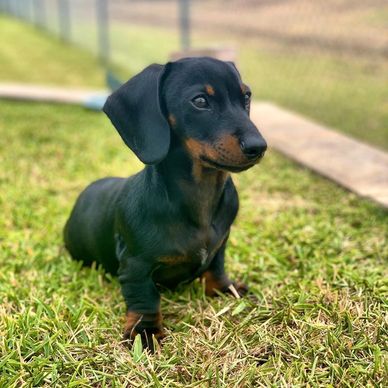 A black and tan dachshund puppy sitting on grass.