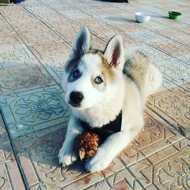 Cute husky puppy with a pinecone on tiled floor.