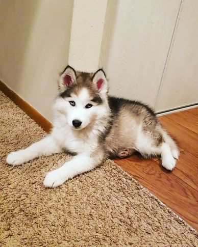 Siberian Husky puppy lying on carpet and wooden floor.