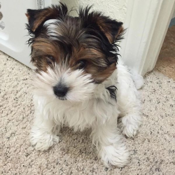 Cute fluffy puppy sitting on carpet.