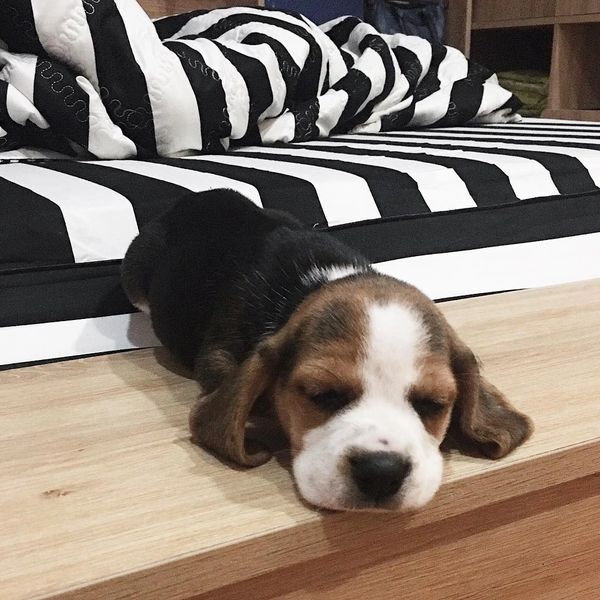 Sleeping puppy on a bed.