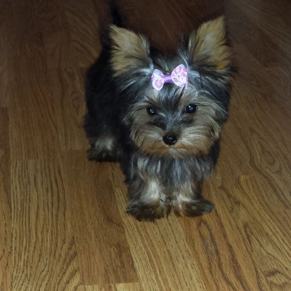 Small fluffy dog with a pink bow on its head.