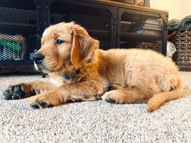 Golden retriever puppy lying on carpet.