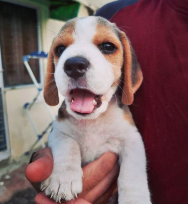 Adorable beagle puppy being held, with its tongue out.
