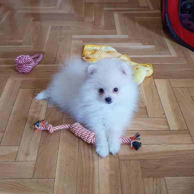 Fluffy white puppy with toys on wooden floor.