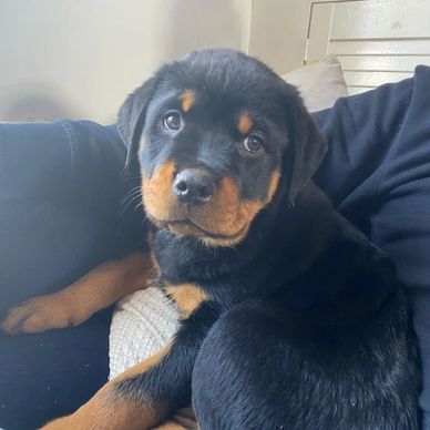Adorable Rottweiler puppy looking up with big eyes.