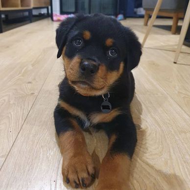 Adorable Rottweiler puppy lying on wooden floor.