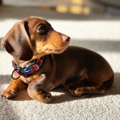 Brown dachshund puppy lying on carpet in sunlight.