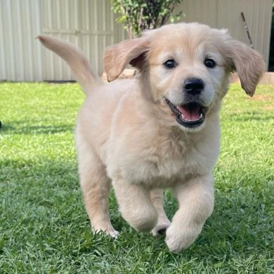 Happy golden retriever puppy running on grass.