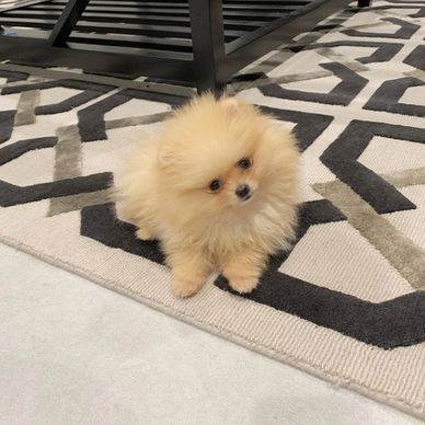 Fluffy small dog sitting on a patterned rug.
