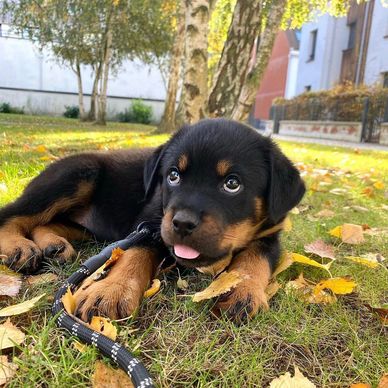 Cute Rottweiler puppy lying on grass with autumn leaves.
