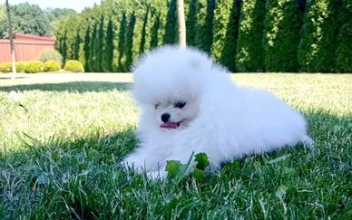 Fluffy white puppy lying on green grass.