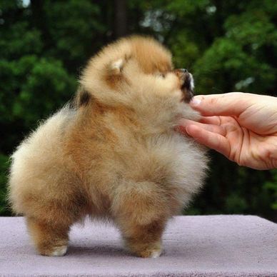 Fluffy brown puppy being petted gently.
