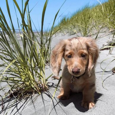 Cute puppy sitting on the beach sand.