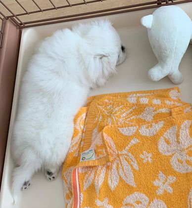 Fluffy white puppy sleeping beside an orange towel and a plush toy.