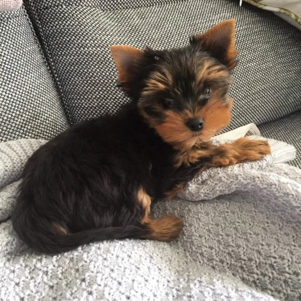 Small black and brown puppy resting on a gray blanket.