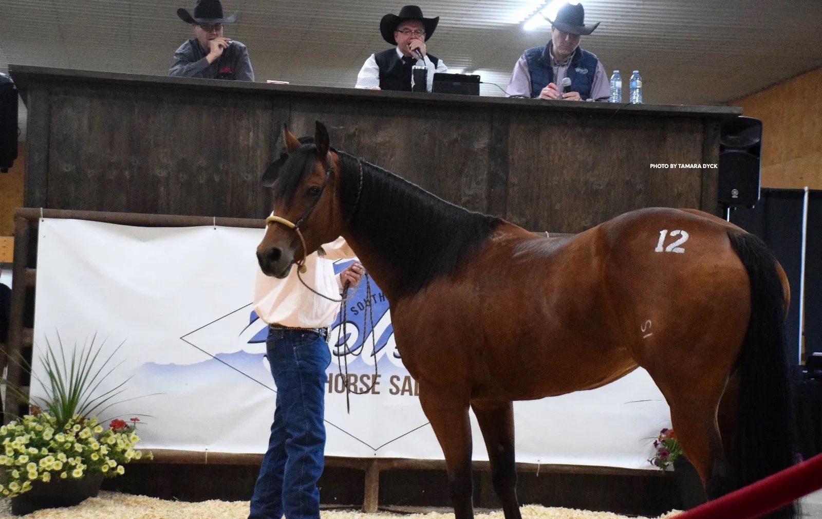 Quarter Horses for Sale at South Country Select