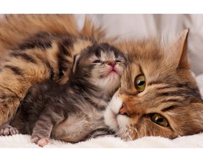 A mama cat cuddling her newborn kitten 
