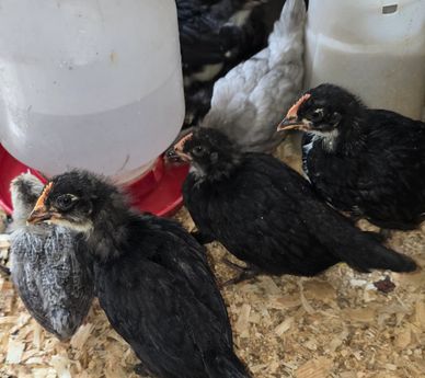 Three black chicks near a feeder on wood shavings.