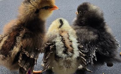 Three fluffy baby chicks standing close together on a dark surface.