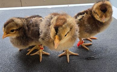 Three fluffy baby chicks standing side by side on a black surface.