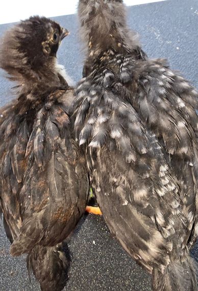 Two young chickens with dark, fluffy feathers sitting close together.