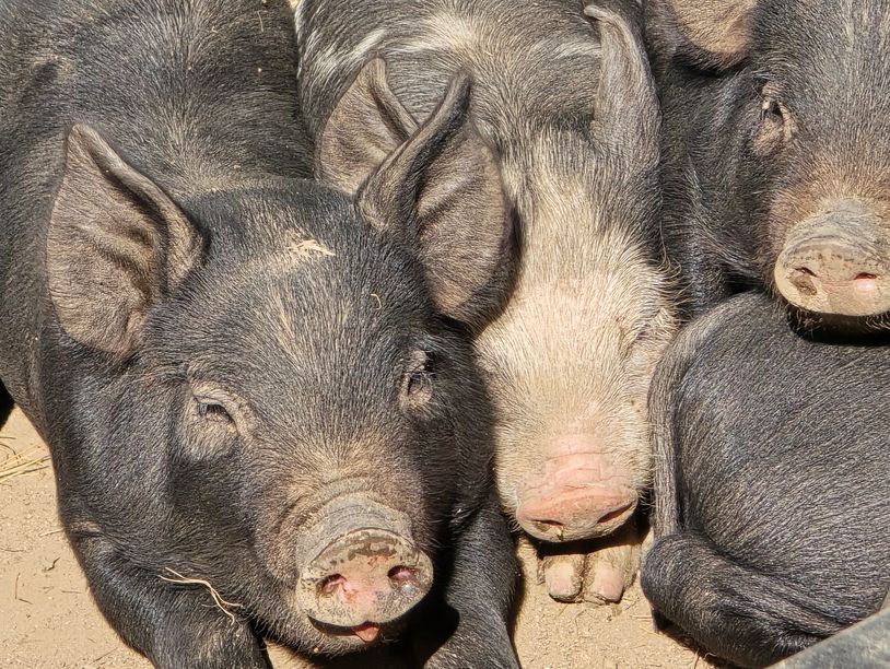 Close-up of three pigs resting.