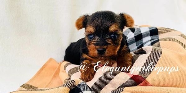 Yorkie Puppy Yorkshire terrier For Sale Breeder Tea cup Micro Teacup European Champion Bloodline