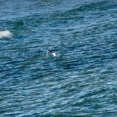 A bird flying low over the ocean water.