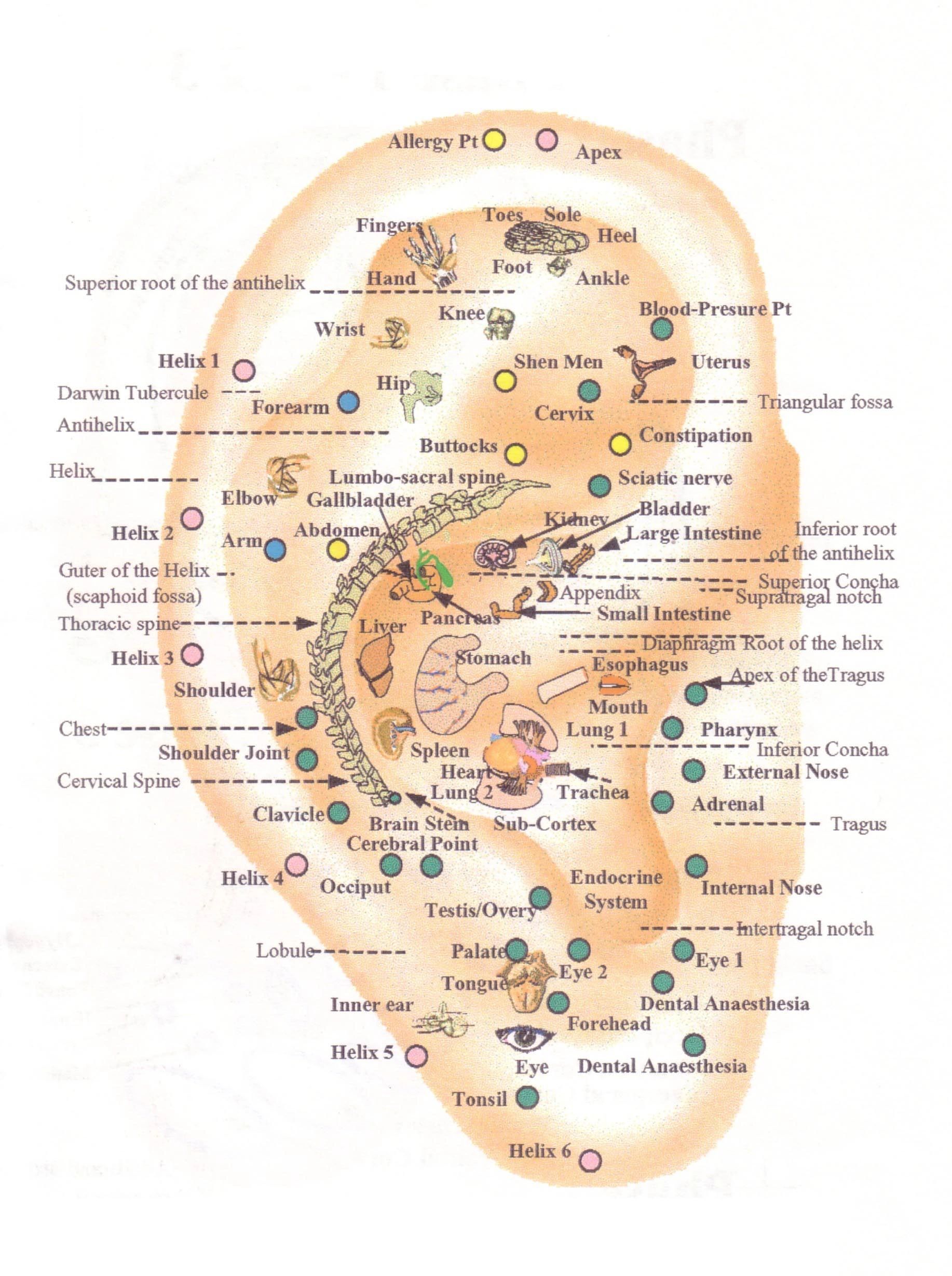 Ear reflex points that support health
