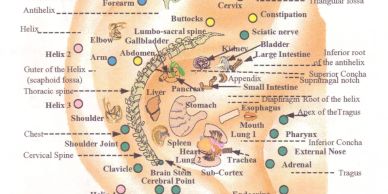 Ear reflex points that support health