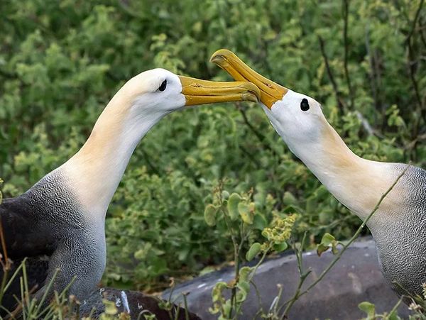 Galapagos Situated in the Pacific Ocean some 1,000 km from the South American continent,