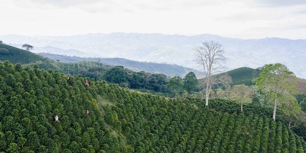 People harvesting coffee beans on lush, green coffee plantation hills.